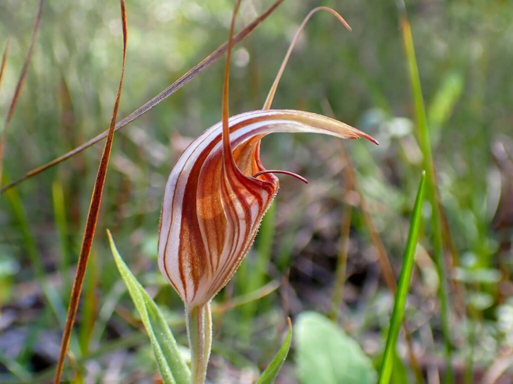 Pterostylis hamiltonii (Red-veined Shell Orchid), Stirling Range National Park WA / Gnowangerup Shire WA © Terry Dunham