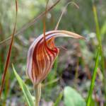 Pterostylis hamiltonii (Red-veined Shell Orchid), Stirling Range National Park WA / Gnowangerup Shire WA © Terry Dunham