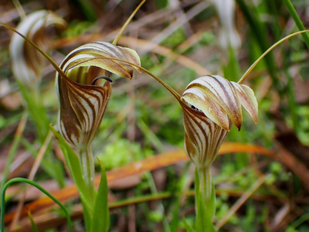 Pterostylis hamiltonii (Red-veined Shell Orchid), Stirling Range National Park WA / Gnowangerup Shire WA © Terry Dunham