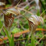 Pterostylis hamiltonii (Red-veined Shell Orchid), Stirling Range National Park WA / Gnowangerup Shire WA © Terry Dunham