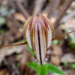 Pterostylis hamiltonii (Red-veined Shell Orchid), Stirling Range National Park WA / Gnowangerup Shire WA © Terry Dunham