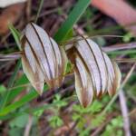 Pterostylis hamiltonii (Red-veined Shell Orchid), Stirling Range National Park WA / Gnowangerup Shire WA © Terry Dunham