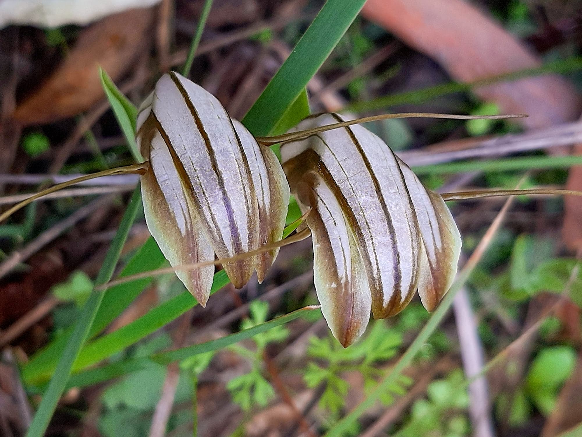 Pterostylis hamiltonii (Red-veined Shell Orchid), Stirling Range National Park WA / Gnowangerup Shire WA © Terry Dunham