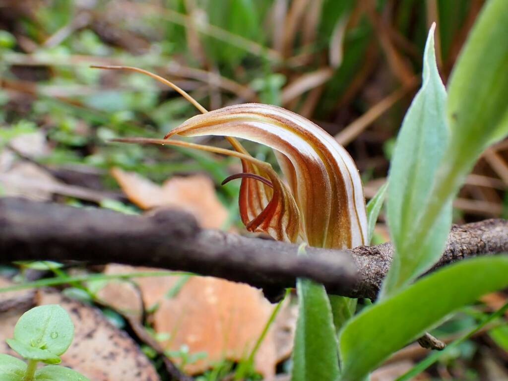 Pterostylis hamiltonii (Red-veined Shell Orchid), Stirling Range National Park WA / Gnowangerup Shire WA © Terry Dunham