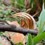 Pterostylis hamiltonii (Red-veined Shell Orchid), Stirling Range National Park WA / Gnowangerup Shire WA © Terry Dunham