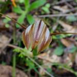 Pterostylis hamiltonii (Red-veined Shell Orchid), Stirling Range National Park WA / Gnowangerup Shire WA © Terry Dunham