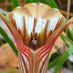 Pterostylis hamiltonii (Red-veined Shell Orchid), Stirling Range National Park WA / Gnowangerup Shire WA © Terry Dunham