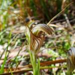 Pterostylis hamiltonii (Red-veined Shell Orchid), Stirling Range National Park WA / Gnowangerup Shire WA © Terry Dunham