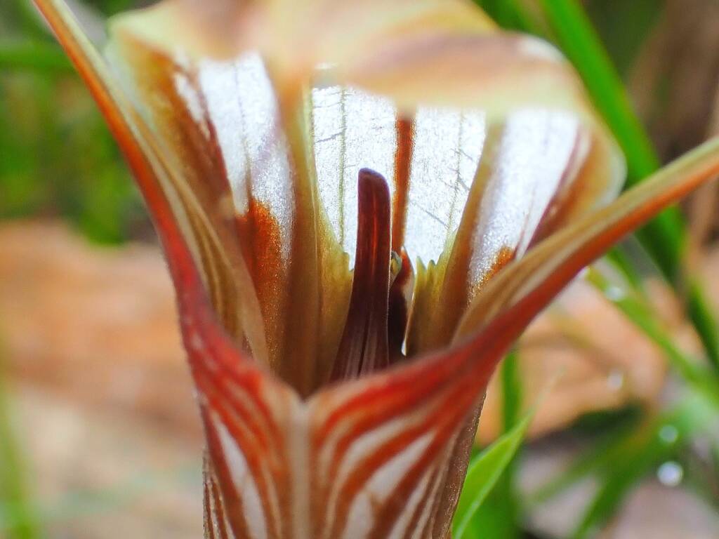 Pterostylis hamiltonii (Red-veined Shell Orchid), Stirling Range National Park WA / Gnowangerup Shire WA © Terry Dunham