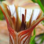 Pterostylis hamiltonii (Red-veined Shell Orchid), Stirling Range National Park WA / Gnowangerup Shire WA © Terry Dunham