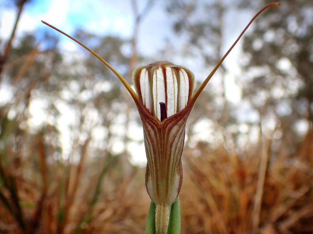 Pterostylis hamiltonii (Red-veined Shell Orchid), Stirling Range National Park WA © Terry Dunham