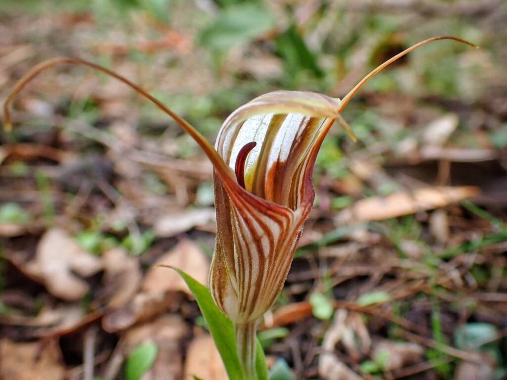 Pterostylis hamiltonii (Red-veined Shell Orchid), Stirling Range National Park WA © Terry Dunham