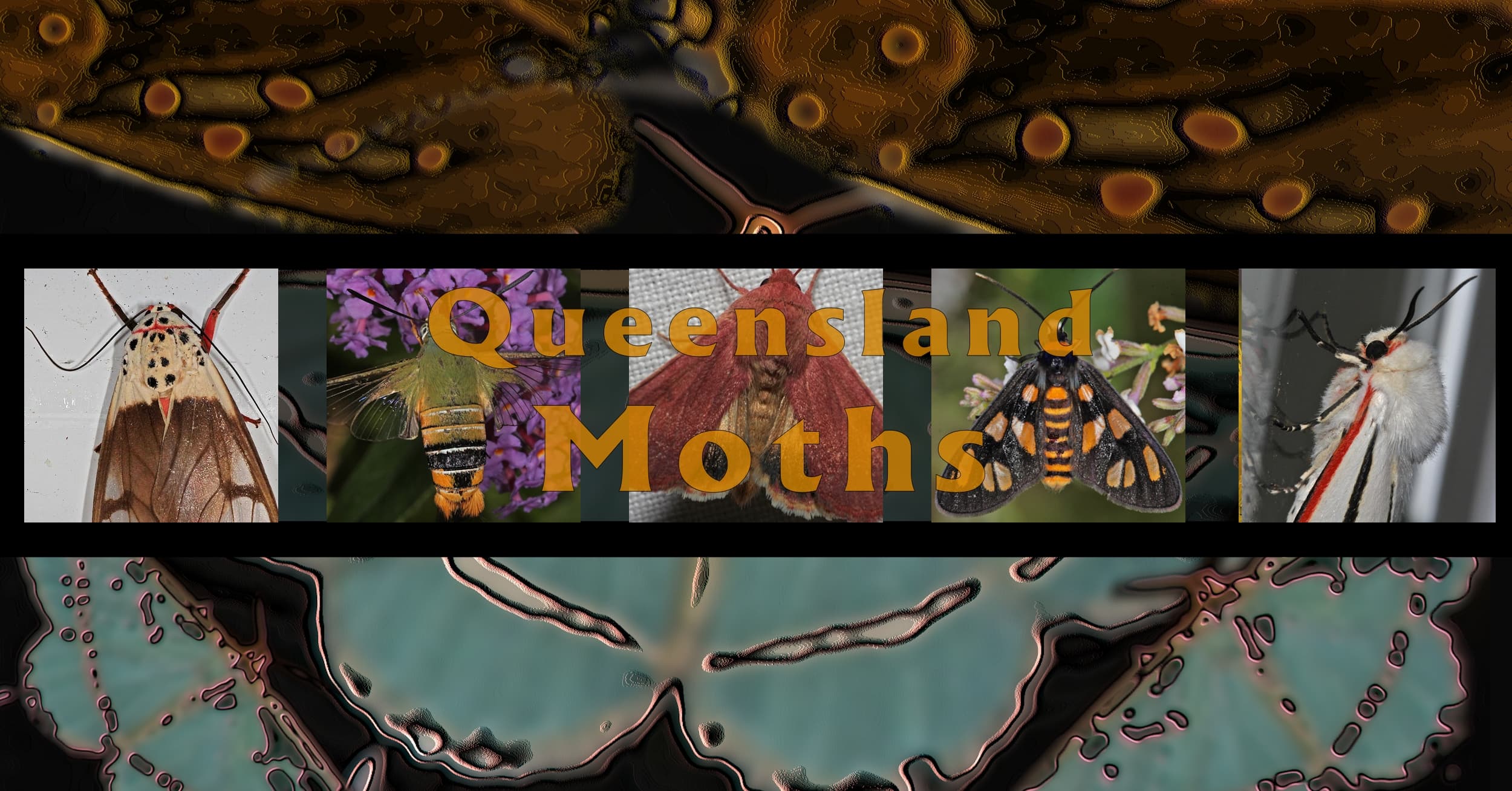 Queensland Moths - Ausemade filmstrip