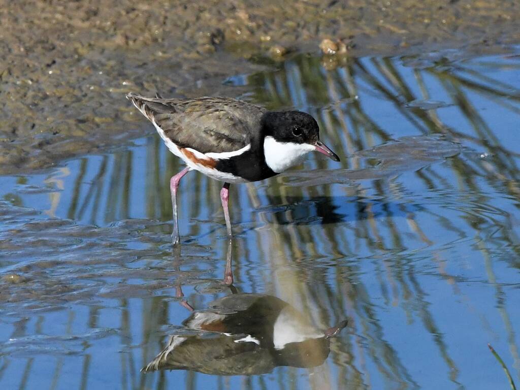 Red-kneed Dotterel (Erythrogonys cinctus), Alice Springs Sewage Ponds © Dorothy Latimer