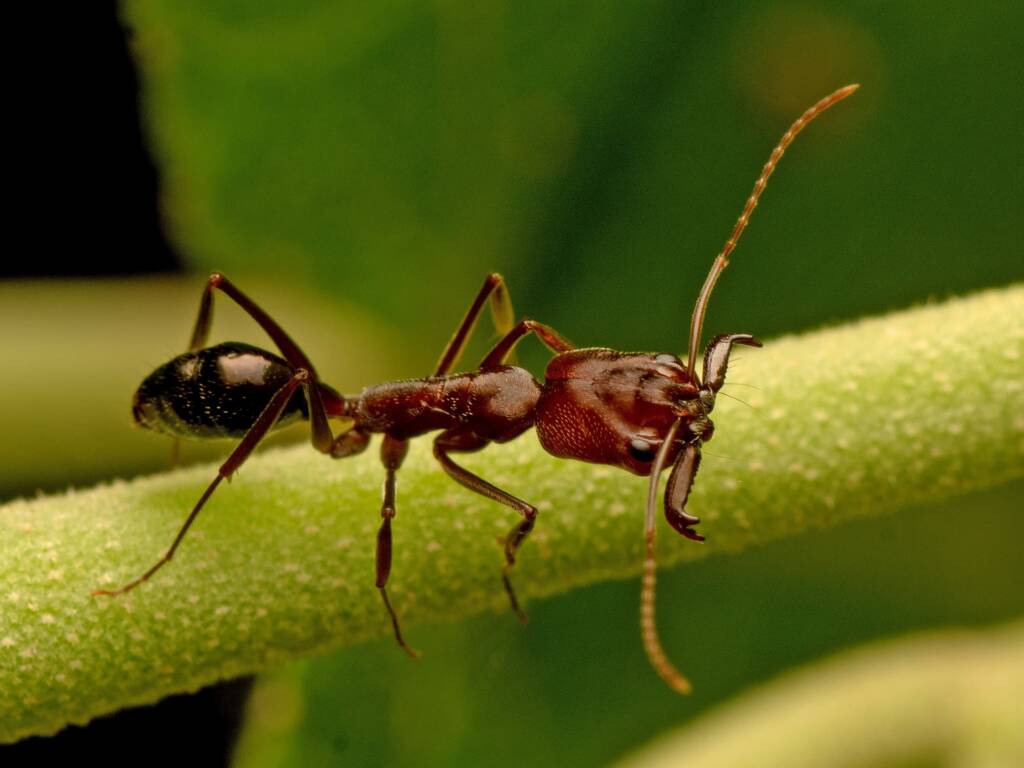 Ruficeps-group Trap-jaw Ants (Complex Odontomachus ruficeps), Darwin NT © Tony Eales