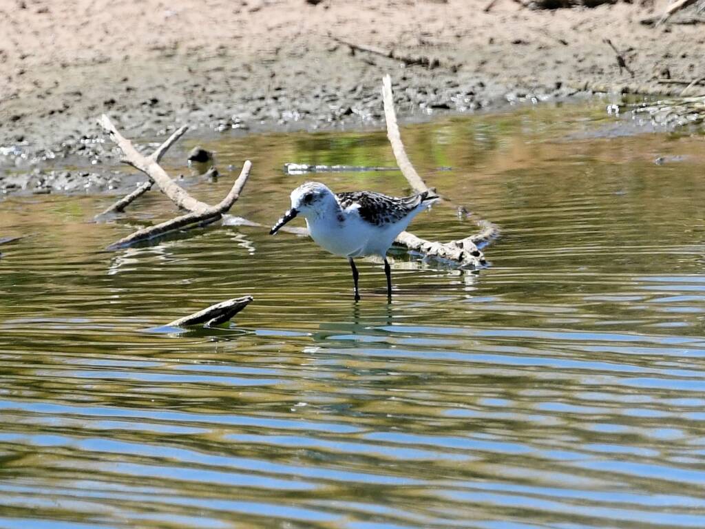 Sanderling (Calidris alba), Alice Springs Sewerage Ponds NT © Dorothy Latimer