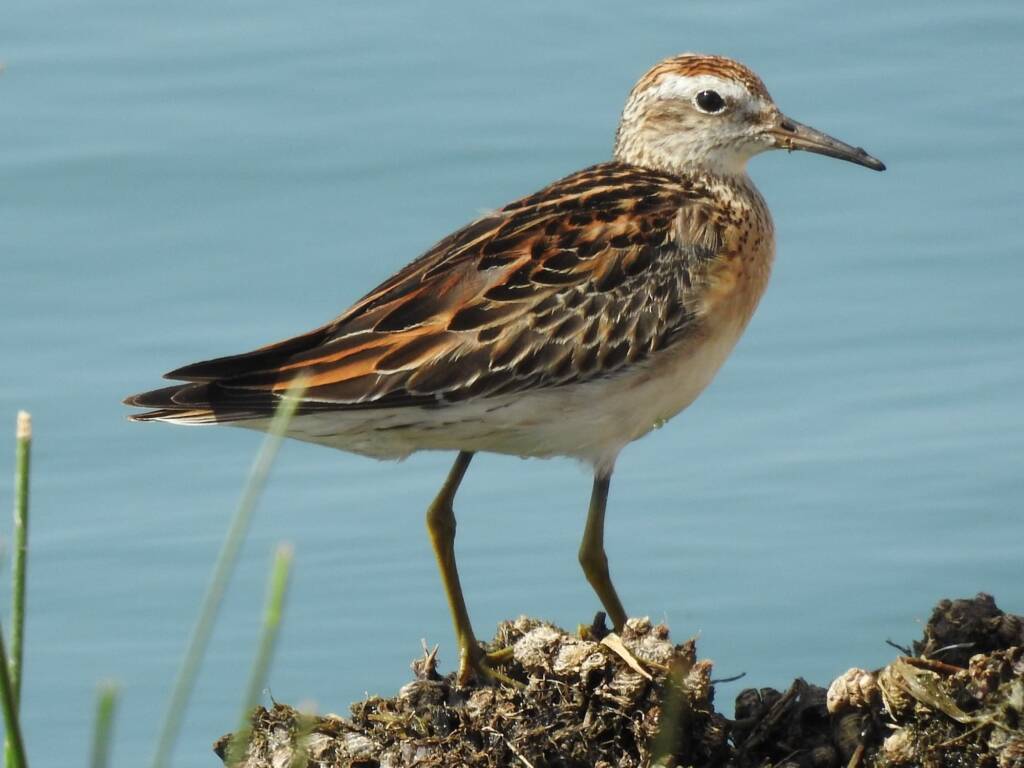 Sharp-tailed Sandpiper (Calidris acuminata), Alice Springs Sewage Ponds, NT © Dorothy Latimer