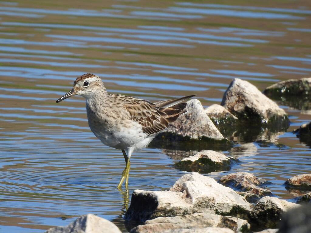 Sharp-tailed Sandpiper (Calidris acuminata), Alice Springs Sewage Ponds, NT © Dorothy Latimer