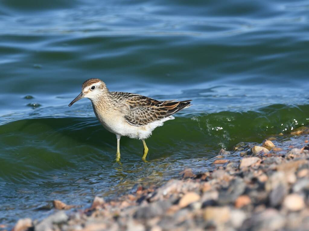 Sharp-tailed Sandpiper (Calidris acuminata), Alice Springs Sewage Ponds, NT © Dorothy Latimer