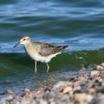 Sharp-tailed Sandpiper (Calidris acuminata), Alice Springs Sewage Ponds, NT © Dorothy Latimer