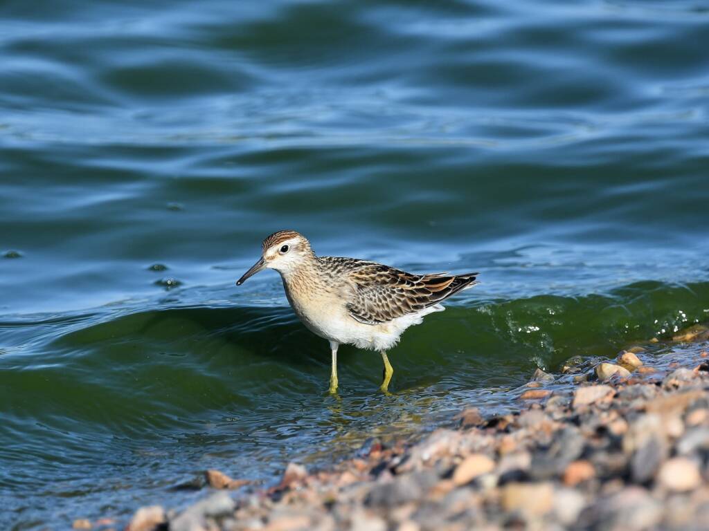 Sharp-tailed Sandpiper (Calidris acuminata), Alice Springs Sewage Ponds, NT © Dorothy Latimer
