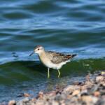 Sharp-tailed Sandpiper (Calidris acuminata), Alice Springs Sewage Ponds, NT © Dorothy Latimer