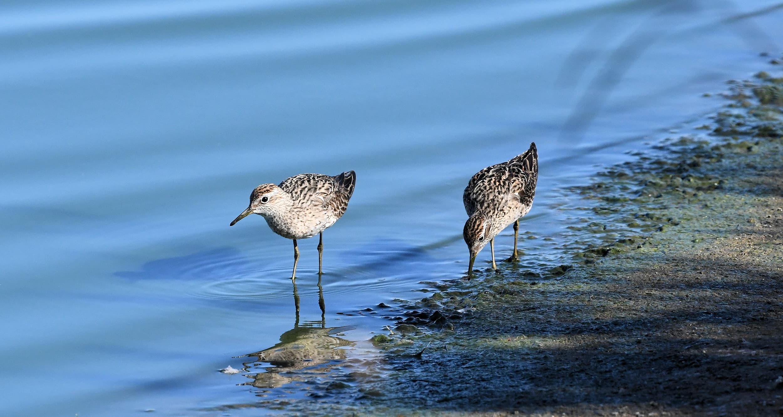 Sharp-tailed Sandpiper (Calidris acuminata), Alice Springs Sewage Ponds, NT © Dorothy Latimer
