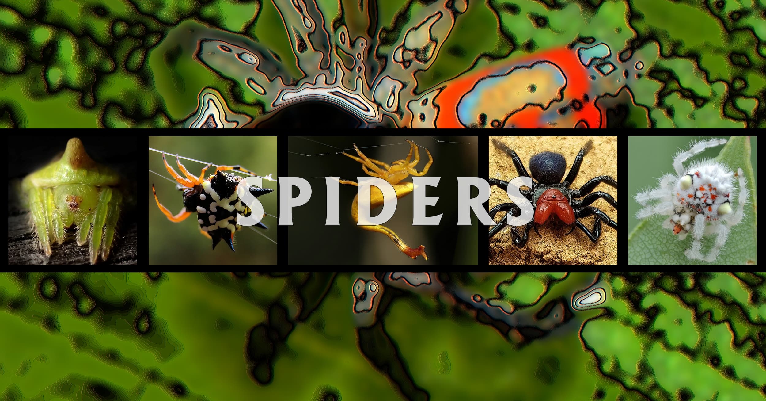 Spiders - Ausemade filmstrip
