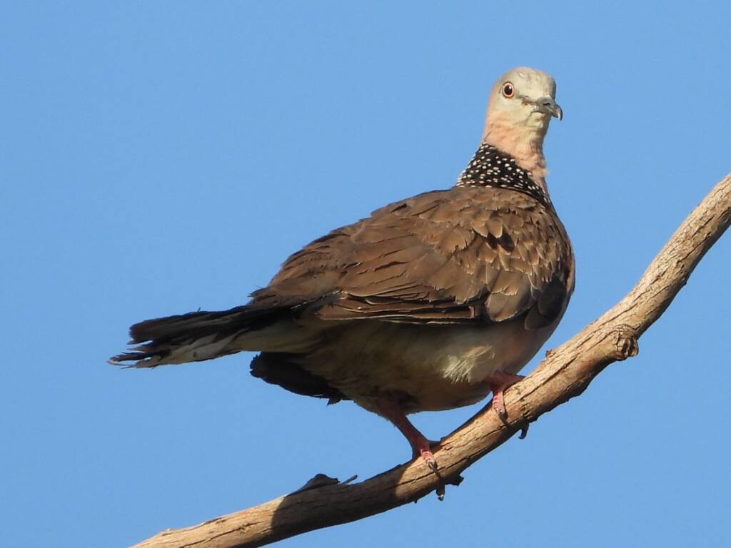 Spotted Dove (Spilopelia chinensis), Alice Springs Sewage Ponds, NT © Dorothy Latimer