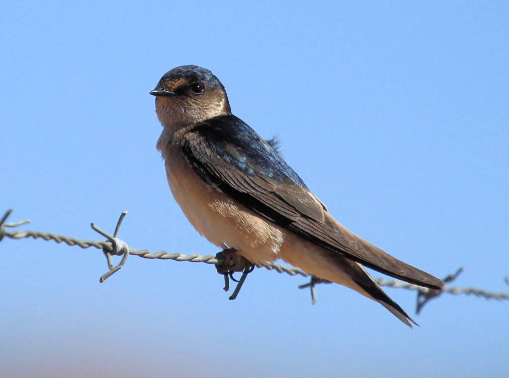 Tree Martin (Petrochelidon nigricans), Alice Springs Sewage Ponds NT © Dorothy Latimer