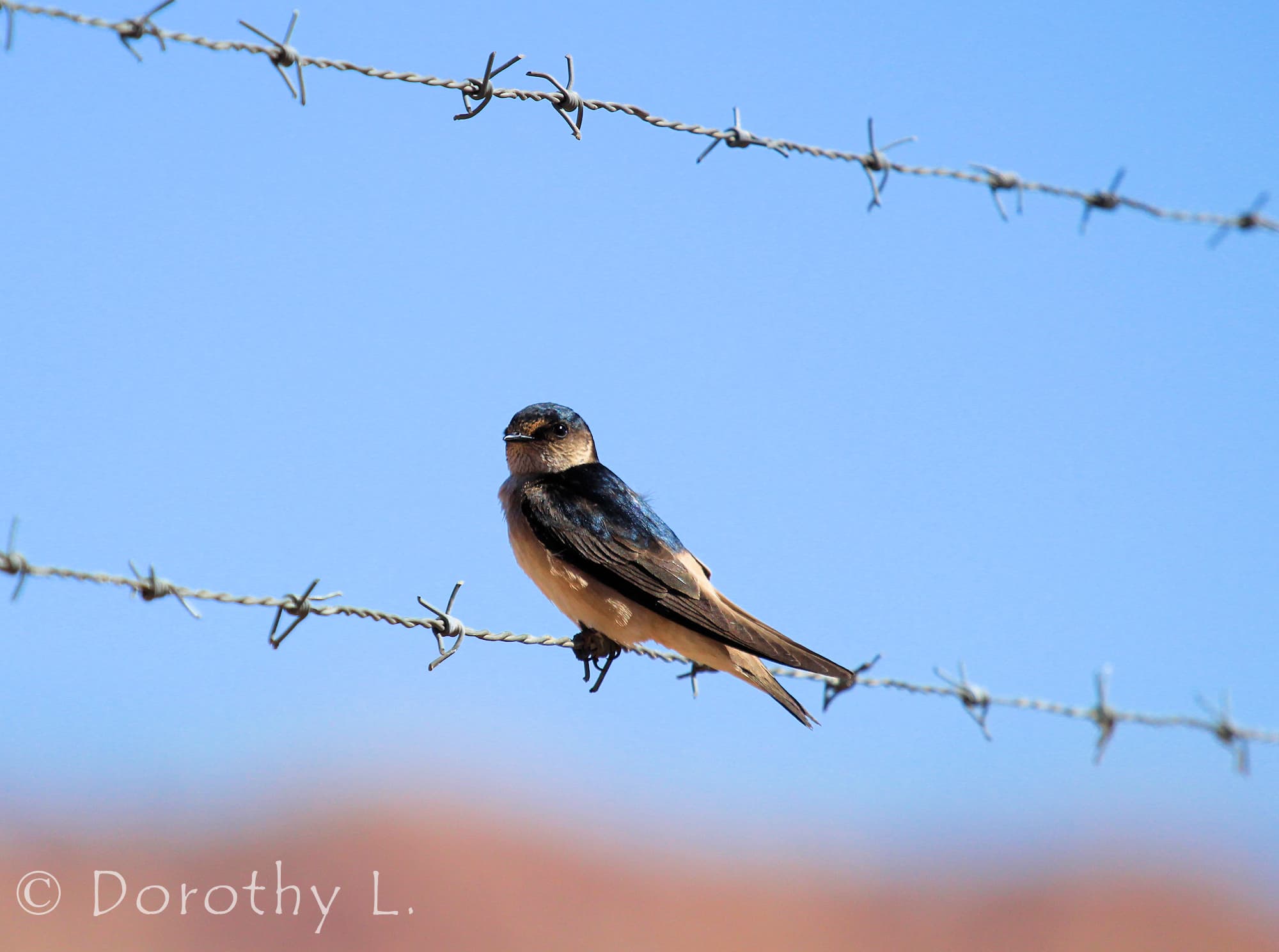 Tree Martin (Petrochelidon nigricans), Alice Springs Sewage Ponds NT © Dorothy Latimer