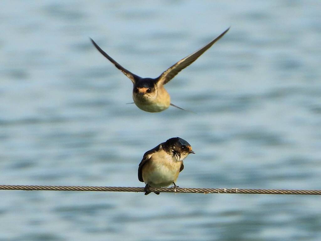 Tree Martin (Petrochelidon nigricans), Alice Springs Sewage Ponds NT © Dorothy Latimer