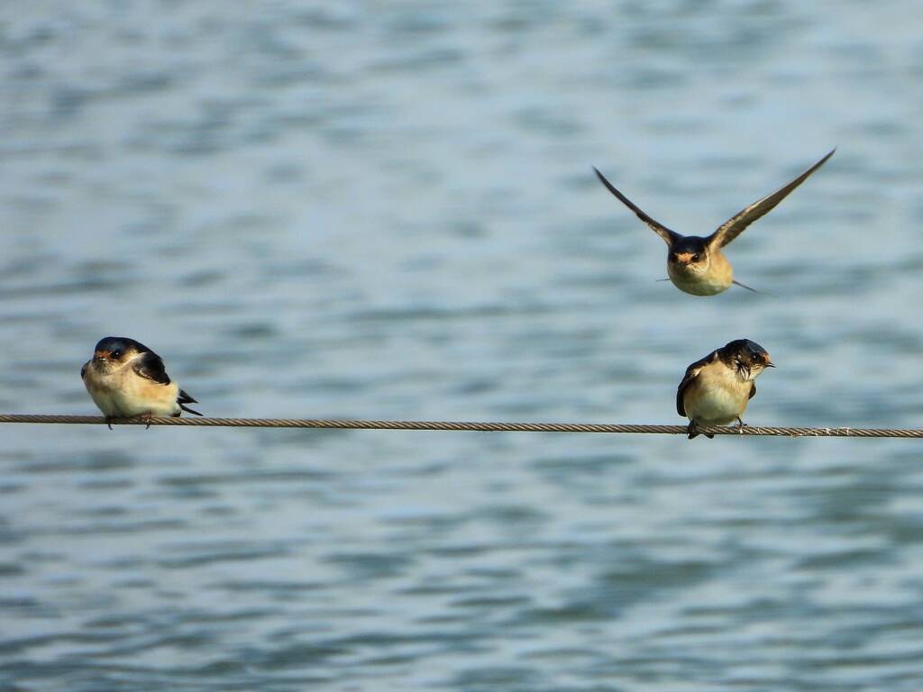 Tree Martin (Petrochelidon nigricans), Alice Springs Sewage Ponds NT © Dorothy Latimer