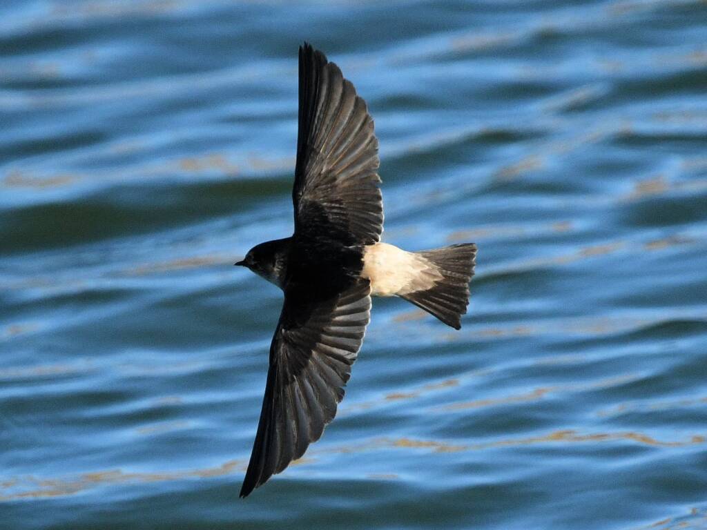 Tree Martin (Petrochelidon nigricans), Alice Springs Sewage Ponds NT © Dorothy Latimer