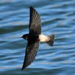 Tree Martin (Petrochelidon nigricans), Alice Springs Sewage Ponds NT © Dorothy Latimer