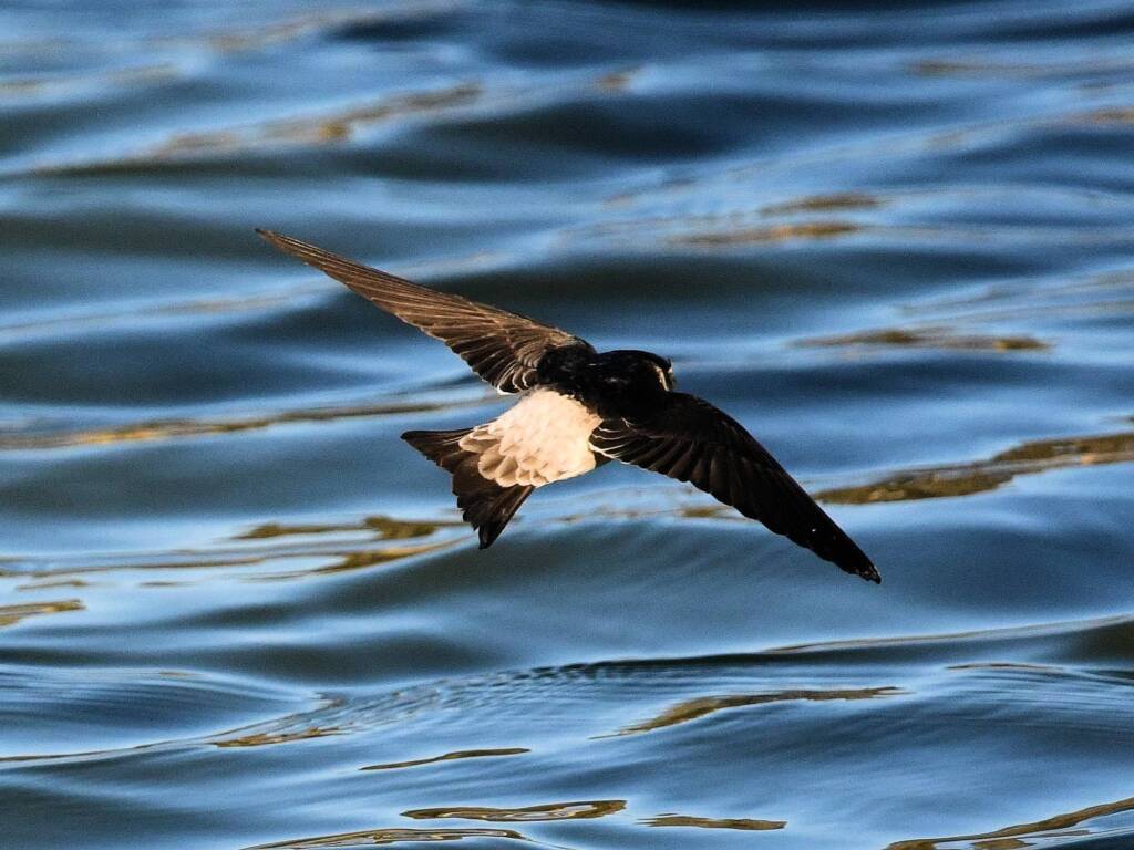 Tree Martin (Petrochelidon nigricans), Alice Springs Sewage Ponds NT © Dorothy Latimer
