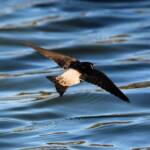 Tree Martin (Petrochelidon nigricans), Alice Springs Sewage Ponds NT © Dorothy Latimer
