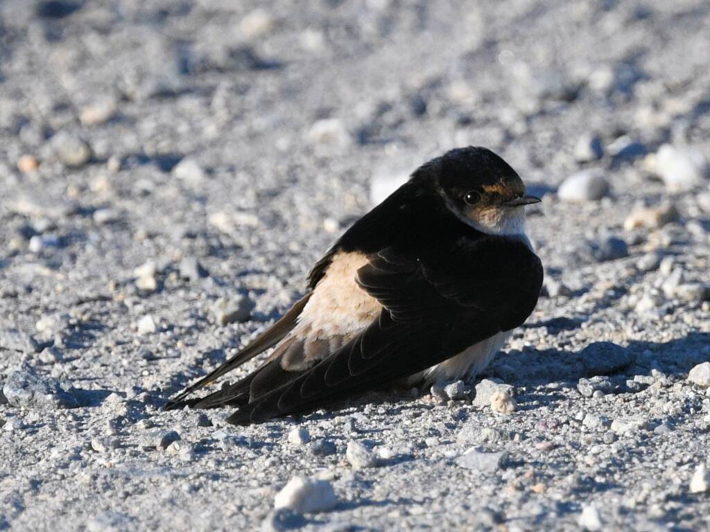 Tree Martin (Petrochelidon nigricans), Alice Springs Sewage Ponds NT © Dorothy Latimer