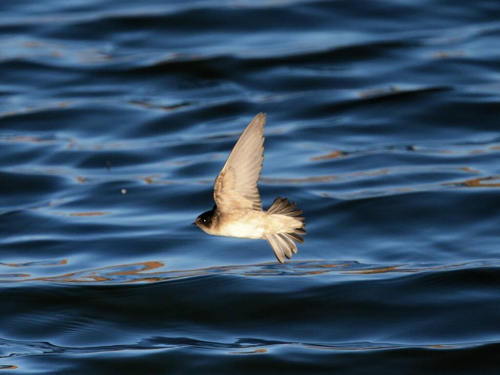 Tree Martin (Petrochelidon nigricans), Alice Springs Sewage Ponds NT © Dorothy Latimer