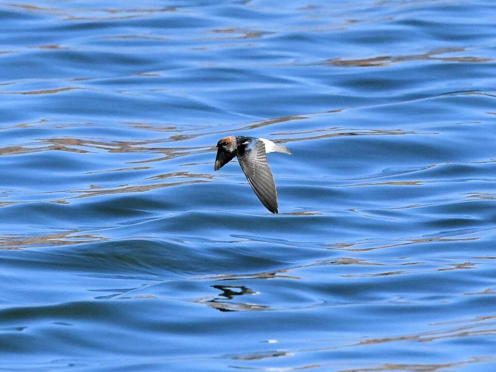 Tree Martin (Petrochelidon nigricans), Alice Springs Sewage Ponds NT © Dorothy Latimer