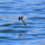 Tree Martin (Petrochelidon nigricans), Alice Springs Sewage Ponds NT © Dorothy Latimer