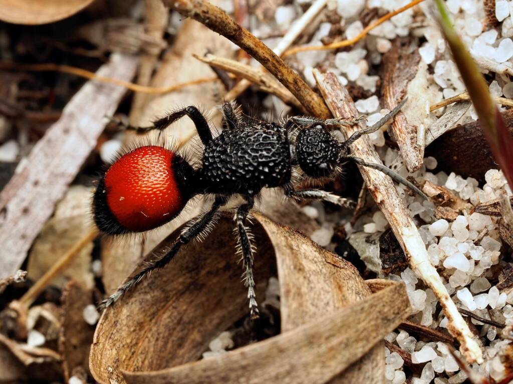 Velvet Ant (Ephutomorpha distinguenda), South West WA © Andy McNeill