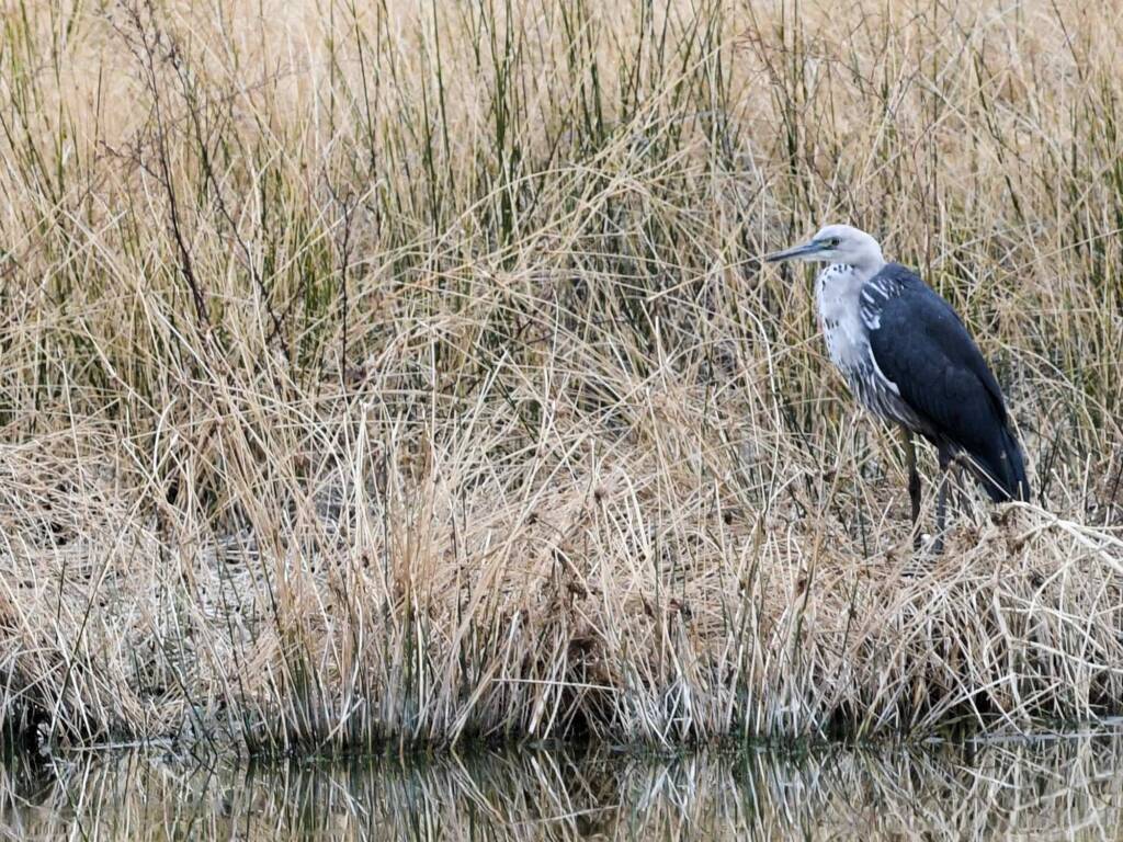 White-faced Heron (Egretta novaehollandiae), Alice Springs Sewage Ponds NT © Dorothy Latimer