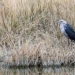 White-faced Heron (Egretta novaehollandiae), Alice Springs Sewage Ponds NT © Dorothy Latimer
