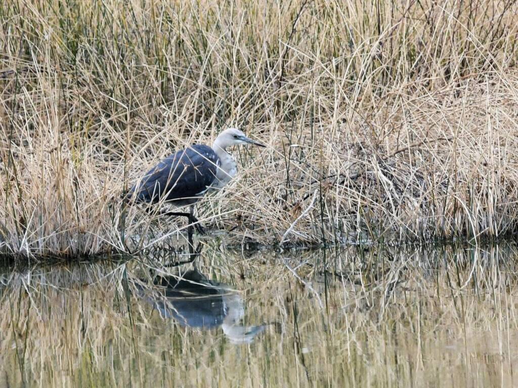 White-faced Heron (Egretta novaehollandiae), Alice Springs Sewage Ponds NT © Dorothy Latimer