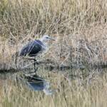 White-faced Heron (Egretta novaehollandiae), Alice Springs Sewage Ponds NT © Dorothy Latimer