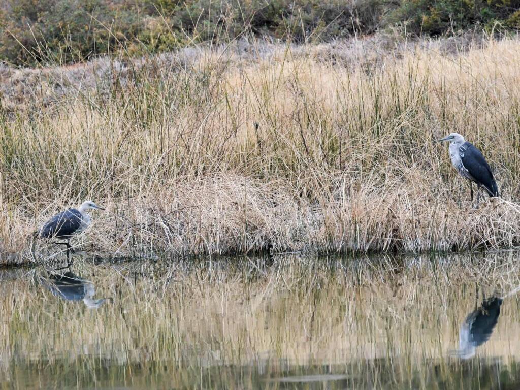 White-faced Heron (Egretta novaehollandiae), Alice Springs Sewage Ponds NT © Dorothy Latimer