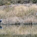 White-faced Heron (Egretta novaehollandiae), Alice Springs Sewage Ponds NT © Dorothy Latimer