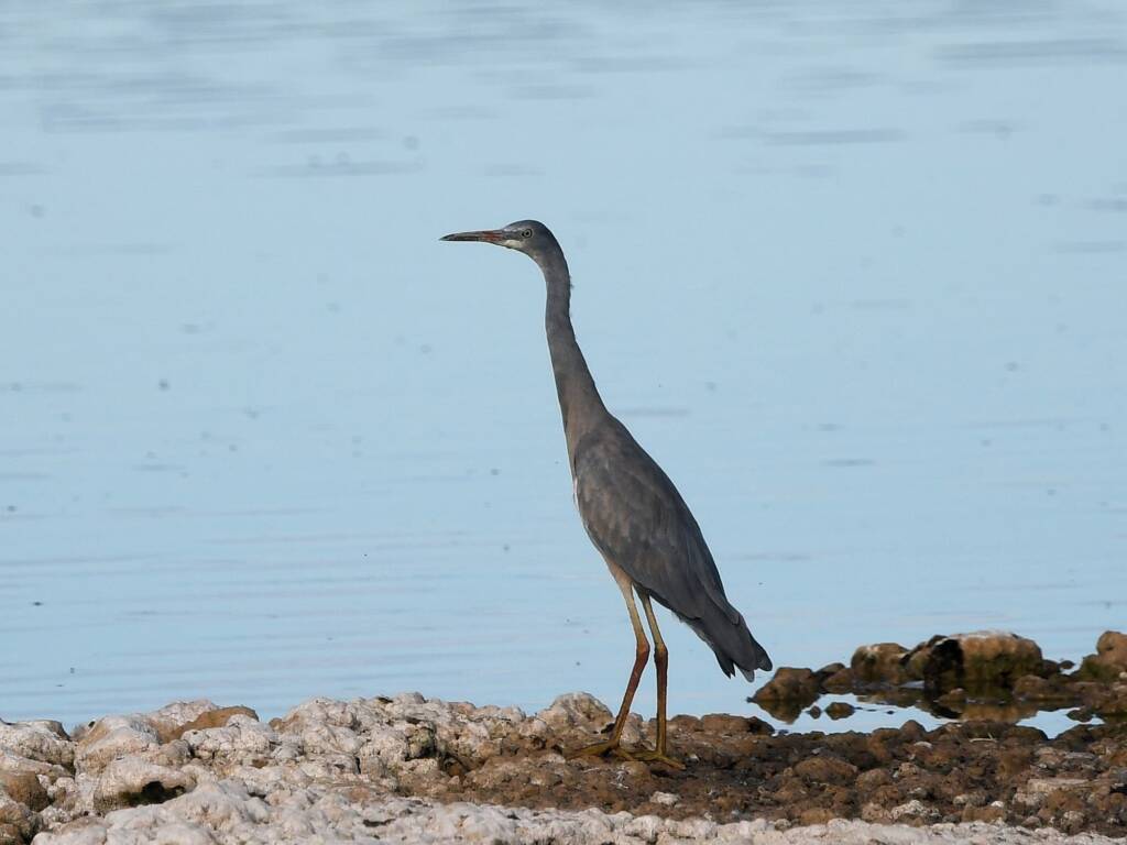White-faced Heron (Egretta novaehollandiae), Alice Springs Sewage Ponds NT © Dorothy Latimer