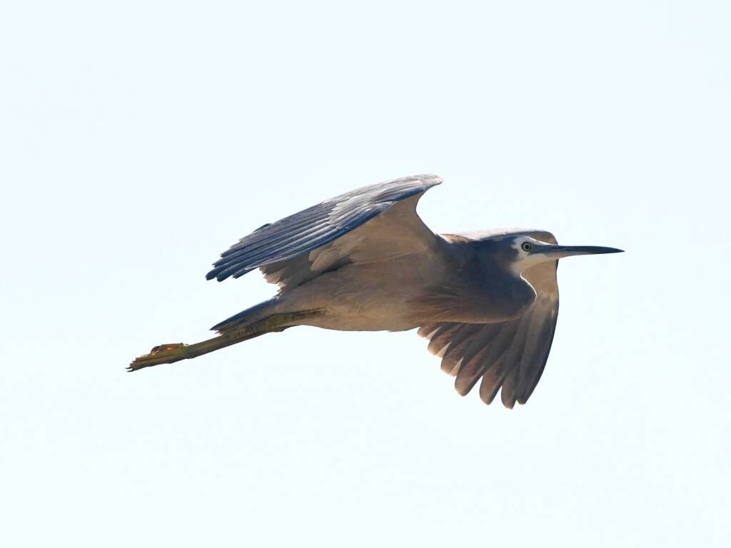 White-faced Heron (Egretta novaehollandiae), Alice Springs Sewage Ponds NT © Dorothy Latimer